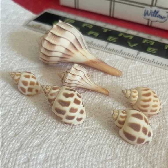 Assorted Seashell Collection - Picture 3 of 10